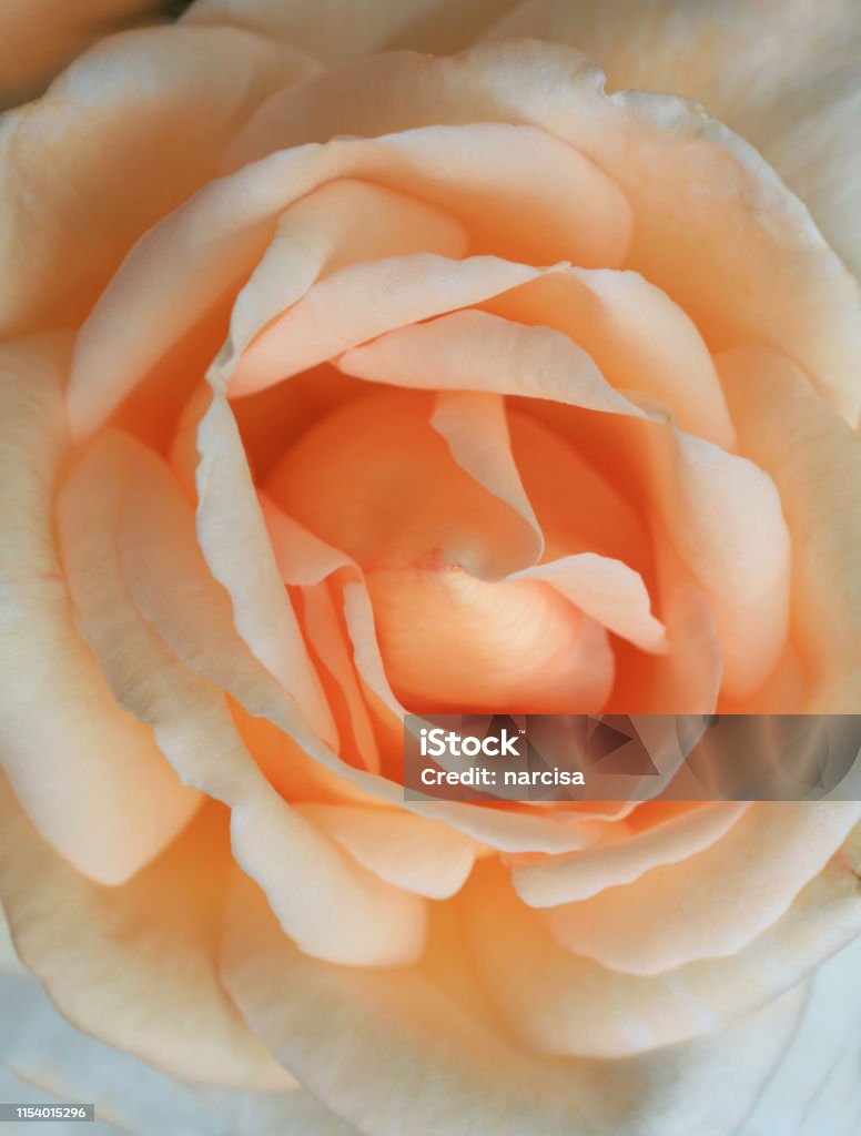 Hình Nền Hoa Hồng Màu Cam Nhạt Hình ảnh Sẵn có - Tải xuống Hình ...