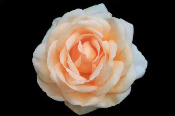 Photo of Light orange rose on black - isolated