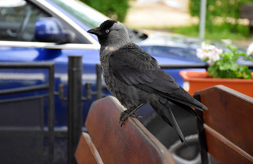 A close up of a black, white, and grey crow or other bird sitting on a wooden bench near a white flower and a blue car standing behind a metal pole seen in a public park during a sunny spring day out