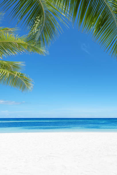 istock Tropical beach and sea with blue sky background 1154017876
