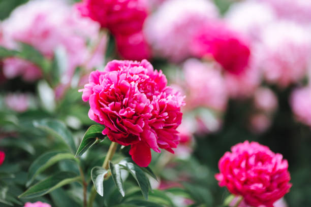 istock Pink flower peonies flowering on the background. 1154017924
