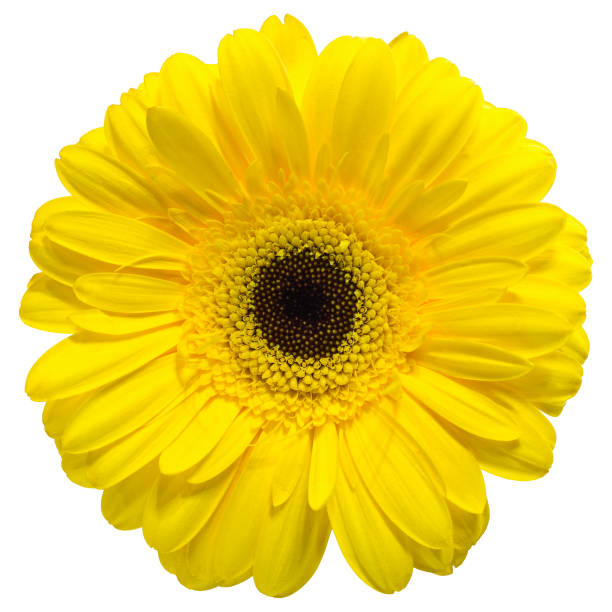istock bright yellow gerbera flower on white background 1154017933