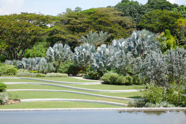Trees in Hort Park of Singapore