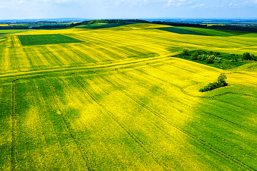 High angle view of canola fields and green fields