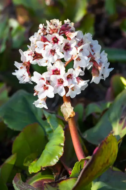 Bergenia x schmidtii a spring pink perennial rhizomatous flower plant commonly known as elephant's ears