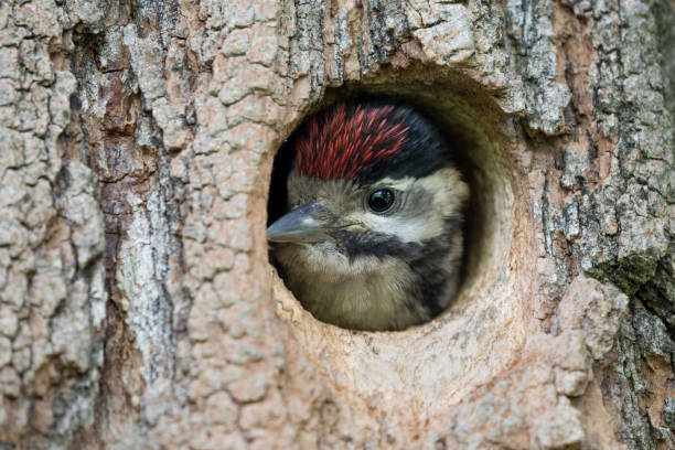 hermoso retrato de gran pájaro carpintero manchado (dendrocopos major) - birdhouse animal nest house residential structure fotografías e imágenes de stock