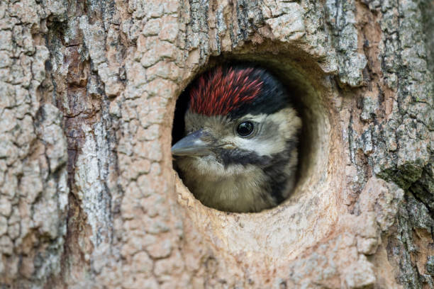 Beautiful portrait of Great spotted woodpecker chick (Dendrocopos major) wonderful close up of chick in the nest birds nest photos stock pictures, royalty-free photos & images