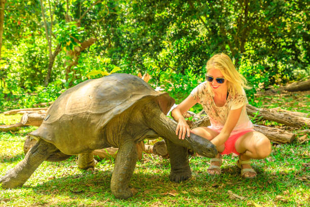 istock Woman touches Giant Tortoise 1154021566