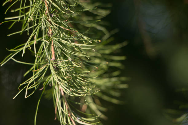istock Fir branch on a neutral background with copy space 1154021715