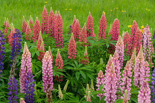 Lupinus field with pink purple and blue flowers. A field of lupines. Violet and pink lupin in meadow. Purple and pink lupin bunch