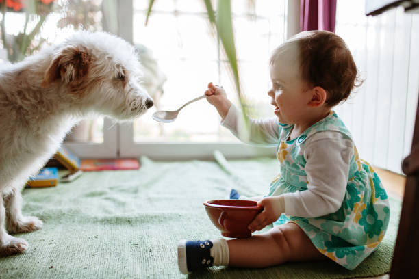 side view of girl feeding dog at home - care baby color image people imagens e fotografias de stock