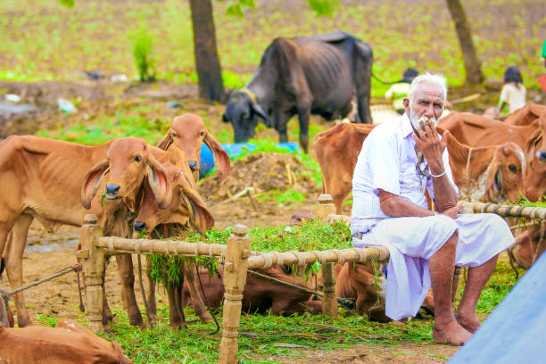 istock Rural India , Indian farmer 1154023775