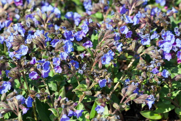 Pulmonaria 'Blue Ensign' Pulmonaria 'Blue Ensign'  a spring blue perennial flower plant commomly known as lungwort common lungwort pulmonaria officinalis stock pictures, royalty-free photos & images