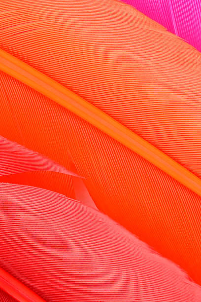 istock Close up of soft colorful feather 1154023798