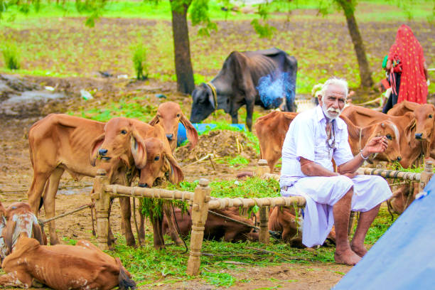istock Rural India , Indian farmer 1154024078