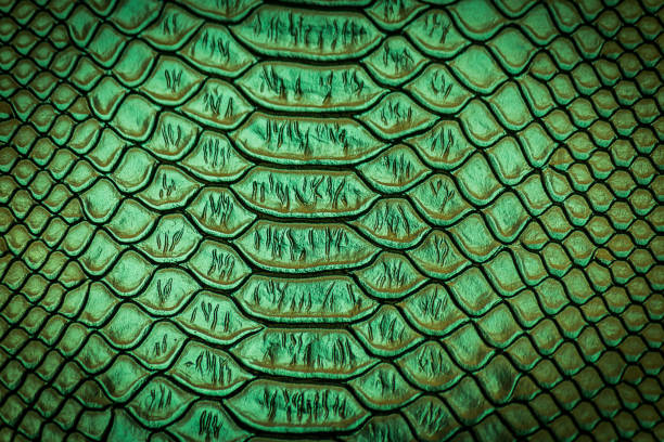 istock close up of snake skin texture 1154024430