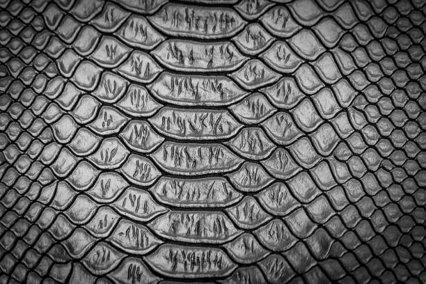 istock close up of snake skin texture 1154024470