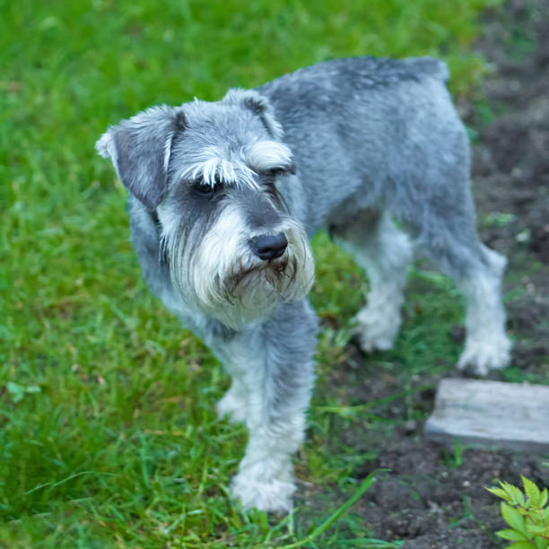 istock Schnauzer dog is stand on green grass 1154024728