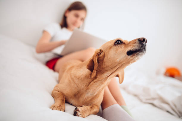 istock Dog lying on the bed and barking 1154026636