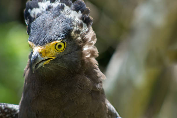 Crested serpent eagle bird portrait Crested serpent eagle. Spilornis cheela bird portrait spotted eagle stock pictures, royalty-free photos & images