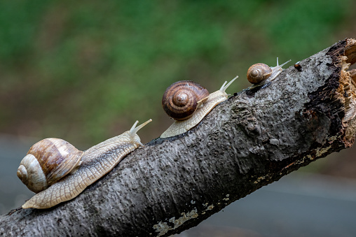 Close up photo of the snails