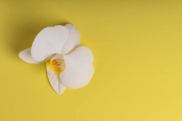 istock Delicate white orchid flower on a colorful background. 1154030146