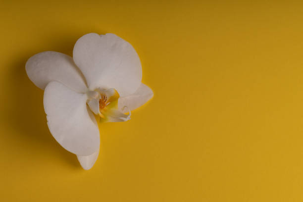 istock Delicate white orchid flower on a colorful background. 1154030163