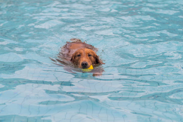 istock Golden Retriever playing in the pool 1154030907