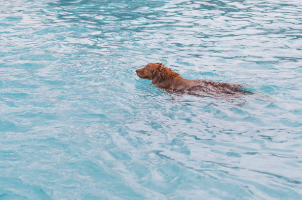 istock Golden Retriever playing in the pool 1154031049