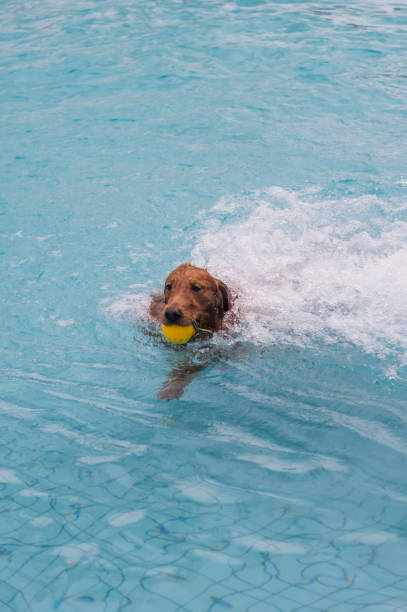 istock Golden Retriever playing in the pool 1154031066