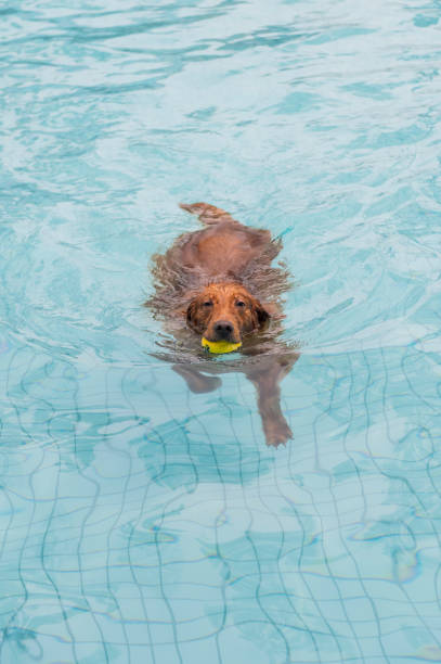 istock Golden Retriever playing in the pool 1154031070