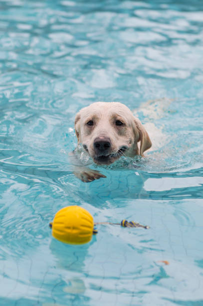 istock Labrador retriever playing in the pool 1154031112