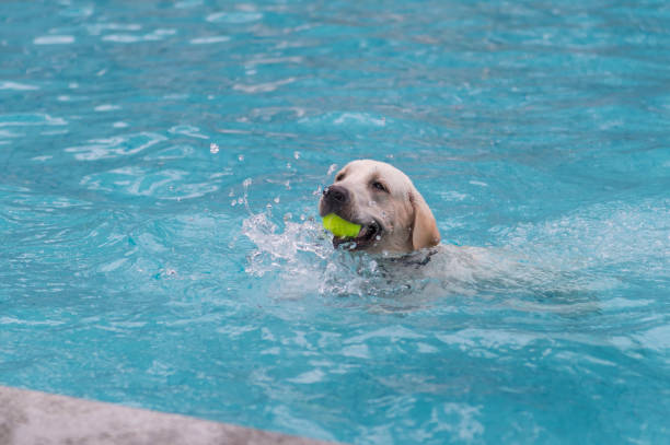istock Pull the Lado Hound to play in the pool 1154031713