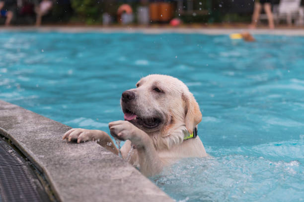 istock Labrador Retriever kneeling by the pool 1154031759