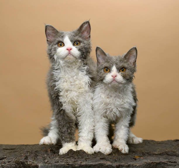 istock Two Selkirk Rex Cat sitting on volcanic stones together 1154031787