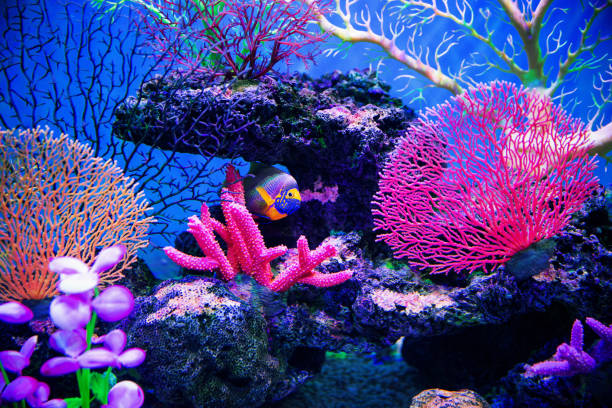 istock Coral reef on the ocean floor 1154032072