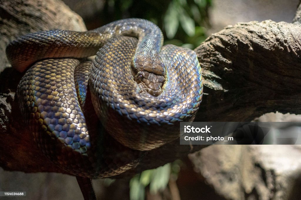 Amethystine Python In A Terrarium Stock Photo - Download Image Now ...