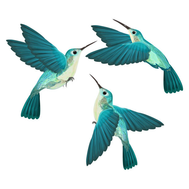 illustrations, cliparts, dessins animés et icônes de colibri isolé. - oiseau tropical
