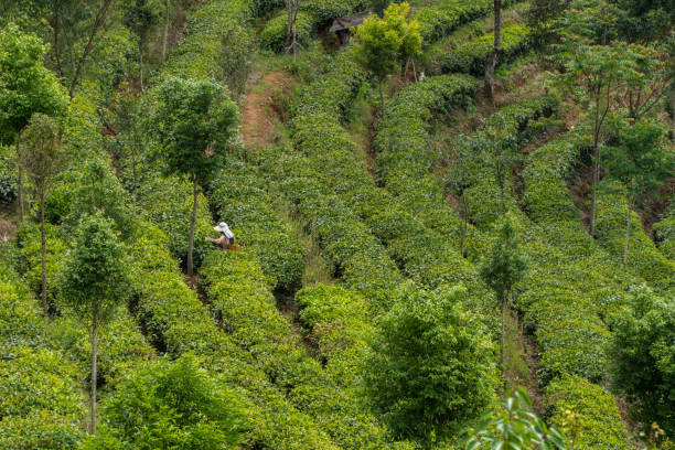 istock Tea Mountain in Pu'er, Yunnan,China 1154035426