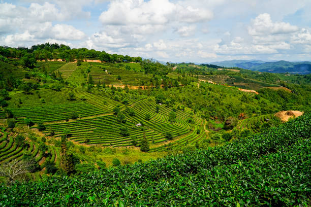 Tea Mountain in Pu'er, Yunnan,China Tea fields yunnan province stock pictures, royalty-free photos & images