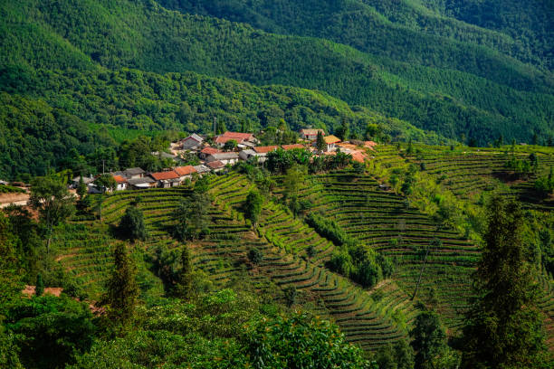 istock Tea Mountain in Pu'er, Yunnan,China 1154035572
