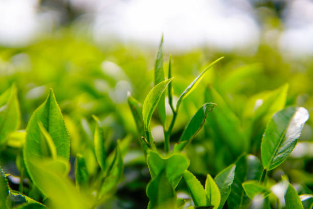 Tea fields