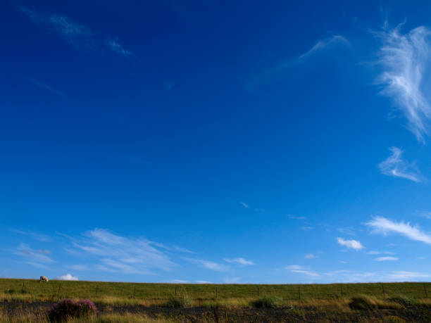 istock Dike with one sheep on a sunny day. 1154035870