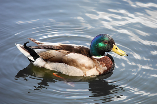 Floating duck.