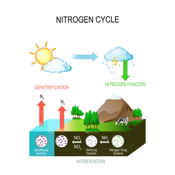 Nitrogen cycle. Nitrogen cycle. The processes of the nitrogen cycle transform nitrogen from one form to another. Illustration of the flow of nitrogen through the environment. nitrogen stock illustrations