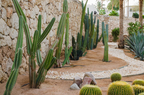 istock Well-groomed park area with palm trees and cacti. 1154036859