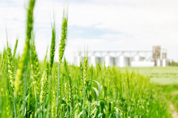 istock Young green wheat in the field. Modern elevator in the background 1154037127