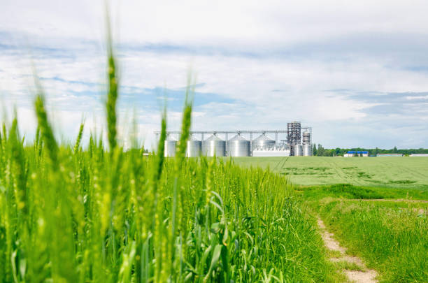 istock Young green wheat in the field. Modern elevator in the background 1154037260