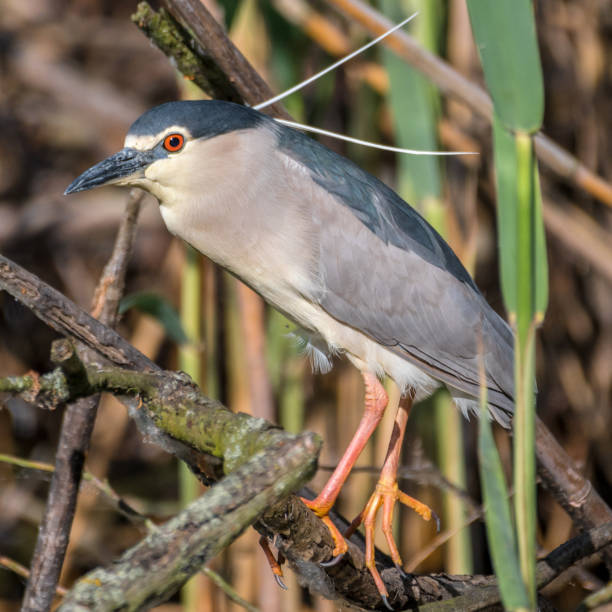 Close up portrait of a single isolated Night Heron bird in the wild- Danube Delta Romania wildlife black crowned night heron nycticorax nycticorax stock pictures, royalty-free photos & images