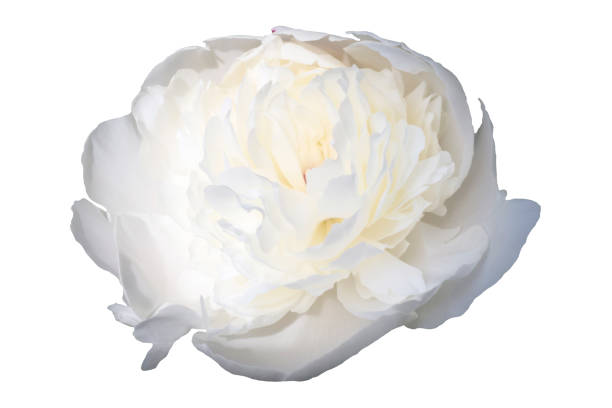 istock White peony flower closeup. 1154038175